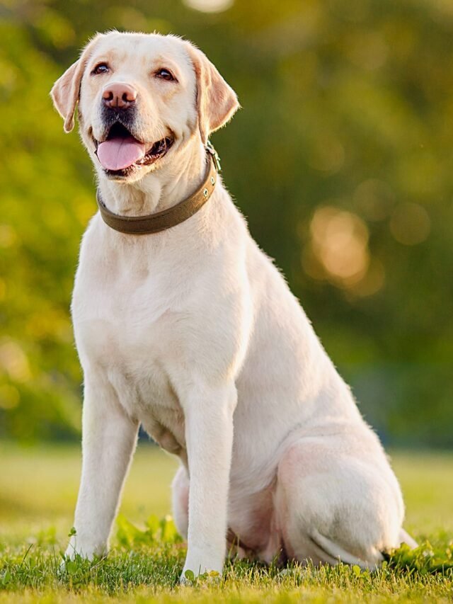 It’s National Dog Day